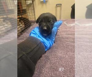 German Shepherd Dog Dogs for adoption in Modesto, CA, USA