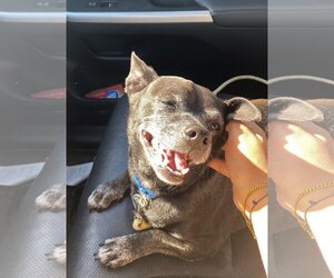 Chug Dogs for adoption in Chandler, AZ, USA
