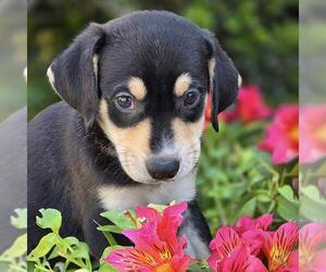 Labrador Retriever-Unknown Mix Dogs for adoption in San Diego, CA, USA