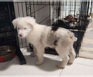 Australian Shepherd-Unknown Mix Dogs for adoption in Royal Palm Beach , FL, USA