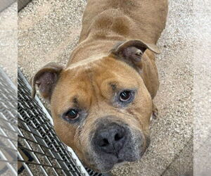 American Pit Bull Terrier Dogs for adoption in Martinsburg, WV, USA
