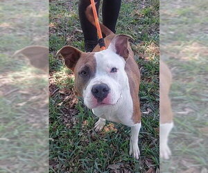 Mutt Dogs for adoption in Fort Lauderdale, FL, USA