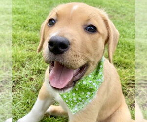 American Staffordshire Terrier-Boxer Mix Dogs for adoption in San Juan Capistrano, CA, USA