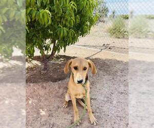 Redbone Coonhound Dogs for adoption in Globe, AZ, USA