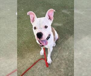 Mutt Dogs for adoption in Las Vegas, NV, USA