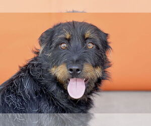 Parson Russell Terrier Dogs for adoption in Pasadena, CA, USA
