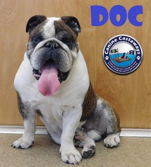 Bulldog Dogs for adoption in Arcadia, FL, USA