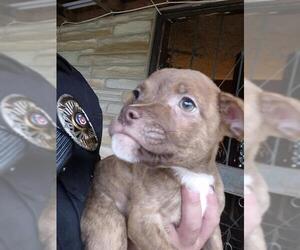American Staffordshire Terrier-Unknown Mix Dogs for adoption in San Antonio, TX, USA