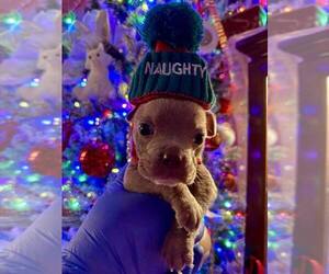 Mutt Dogs for adoption in New York, NY, USA