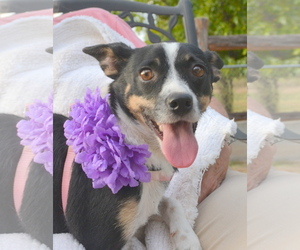 Rat Terrier Dogs for adoption in Junction, TX, USA