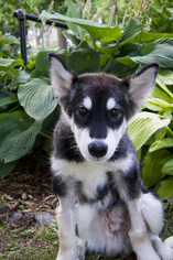 Alaskan Malamute Dogs for adoption in St. Louis Park, MN, USA