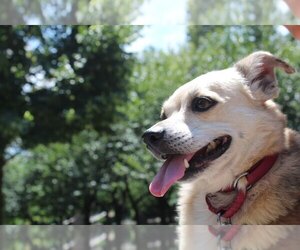 Pembroke Welsh Corgi Dogs for adoption in NYC, NY, USA