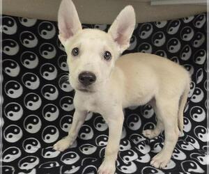 Siberian Husky-Unknown Mix Dogs for adoption in HESPERIA, CA, USA