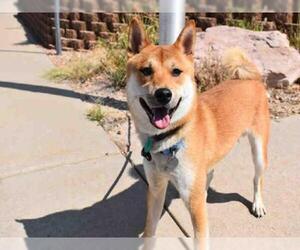 Shiba Inu Dogs for adoption in Aurora, CO, USA