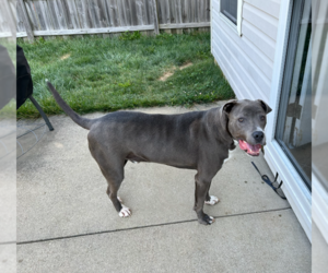 American Pit Bull Terrier-Catahoula Leopard Dog Mix Dogs for adoption in Aurora, IN, USA