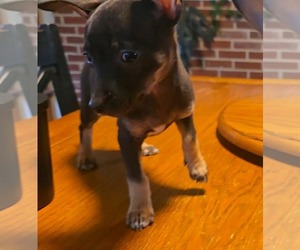 Chihuahua Dogs for adoption in Kannapolis, NC, USA