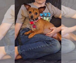 Chihuahua-Unknown Mix Dogs for adoption in New London, WI, USA