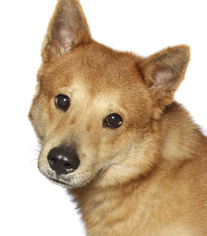 Shiba Inu Dogs for adoption in Oakland Park, FL, USA