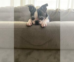 Boston Terrier Dogs for adoption in Little Elm, TX, USA