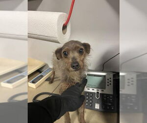 Chihuahua-Tibetan Terrier Mix Dogs for adoption in Corona, CA, USA