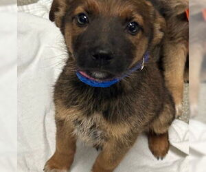 Australian Shepherd-Unknown Mix Dogs for adoption in Las Vegas, NV, USA