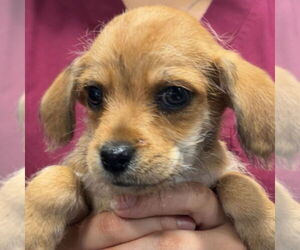 Mutt Dogs for adoption in Chico, CA, USA