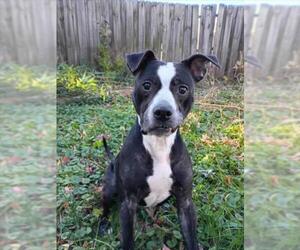 American Pit Bull Terrier Dogs for adoption in Derwood, MD, USA