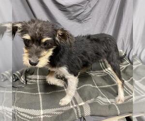 Parson Russell Terrier-Unknown Mix Dogs for adoption in Modesto, CA, USA