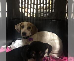 Beagle Dogs for adoption in Freeport, FL, USA