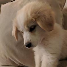 Small Great Pyrenees Mix