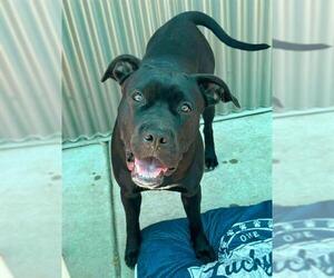 American Pit Bull Terrier-Unknown Mix Dogs for adoption in Sacramento, CA, USA