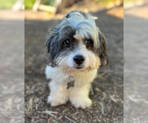 Mal-Shi Dogs for adoption in San Diego, CA, USA