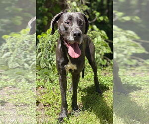 Great Dane-Unknown Mix Dogs for adoption in Clarkesville, GA, USA