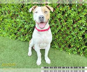 American Pit Bull Terrier Dogs for adoption in West Palm Beach, FL, USA