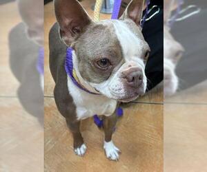 Boston Terrier Dogs for adoption in Rancho Cucamonga, CA, USA