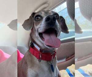 Chihuahua-Unknown Mix Dogs for adoption in San Francisco, CA, USA