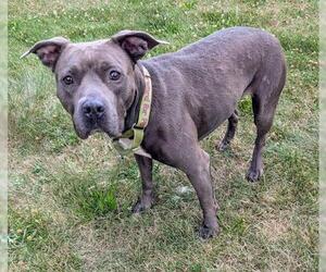 American Pit Bull Terrier Dogs for adoption in Akron, OH, USA