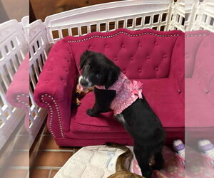 Border Collie-Unknown Mix Dogs for adoption in Mechanicsburg, PA, USA