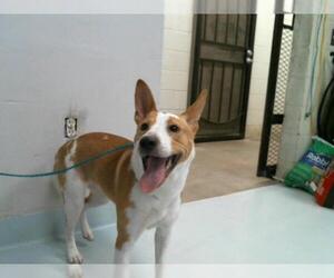 Basenji Dogs for adoption in Pasadena, TX, USA