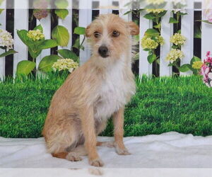 Toy Fox Terrier-Unknown Mix Dogs for adoption in Oroville, CA, USA