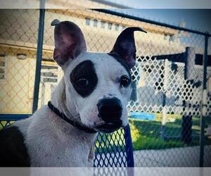 American Pit Bull Terrier-Unknown Mix Dogs for adoption in Orlando, FL, USA