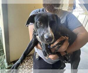 American Pit Bull Terrier-Unknown Mix Dogs for adoption in Ocala, FL, USA