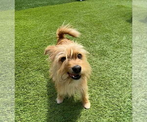 Mutt Dogs for adoption in La Verne, CA, USA