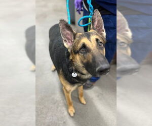 German Shepherd Dog Dogs for adoption in Forestville, MD, USA