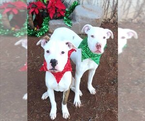 American Pit Bull Terrier Dogs for adoption in Oklahoma City, OK, USA