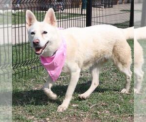 German Shepherd Dog-Unknown Mix Dogs for adoption in San Antonio, TX, USA