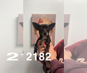 Chihuahua-Unknown Mix Dogs for adoption in Chico, CA, USA
