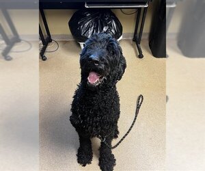Poodle (Standard) Dogs for adoption in Fort Collins, CO, USA