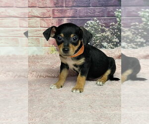 Chihuahua-Unknown Mix Dogs for adoption in Lakewood, CO, USA