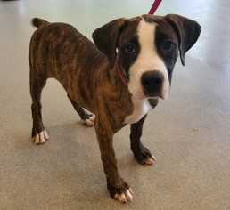 Boxer Dogs for adoption in Randleman, NC, USA